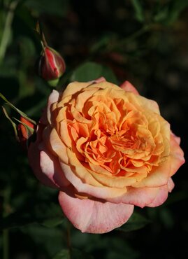 Crazy Love 4.5 Litre - image 1