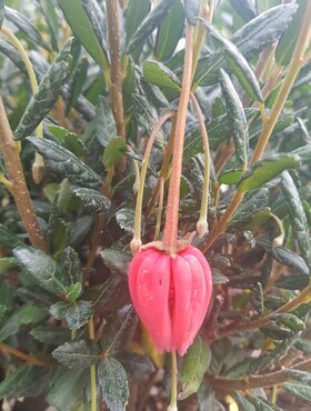 Crinodendron Hookerianum 3 Litre