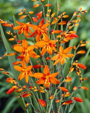 Crocosmia Babylon 3.5 Litre