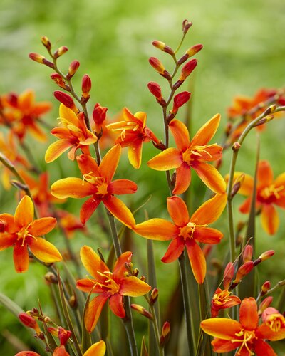 Crocosmia Bressingham Dark Fires 3 Litre