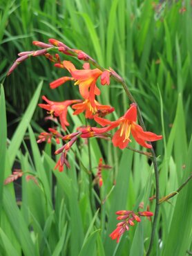 Crocosmia Carmine Brilliant 2 Litre