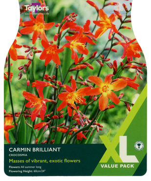 Crocosmia Carmine Brilliant XL Pack