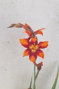 Crocosmia Emily Mckenzie 9cm