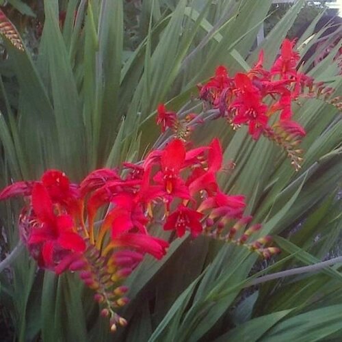 Crocosmia Firestars Diablo 3 Litre