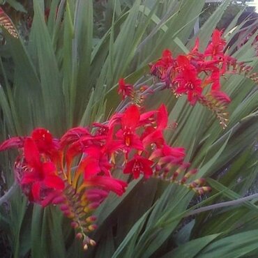 Crocosmia Firestars Diablo 3 Litre