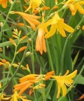 Crocosmia George Davidson 3 litre