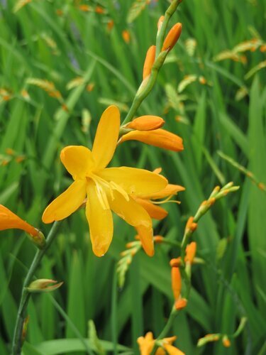 Crocosmia George Davidson 9cm