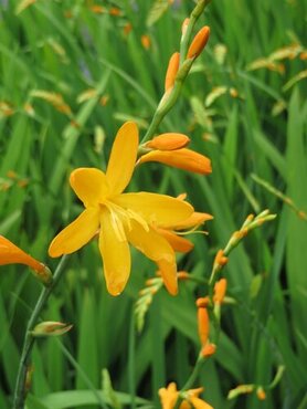 Crocosmia George Davidson 9cm