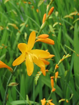 Crocosmia George Davison 2 Litre