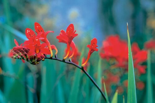 Crocosmia Lucifer 9cm