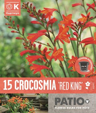 Crocosmia Red King