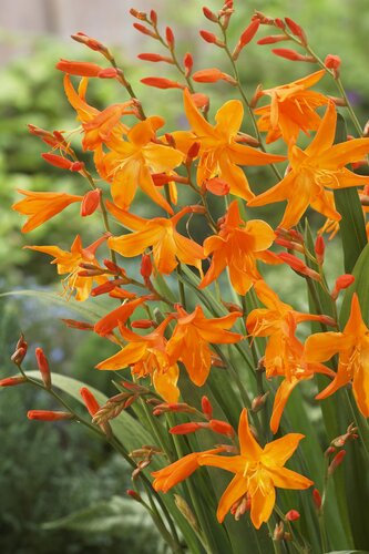 Crocosmia Star of the East 3.5 Litre