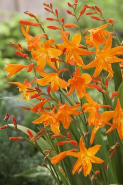 Crocosmia Star of the East 3.5 Litre