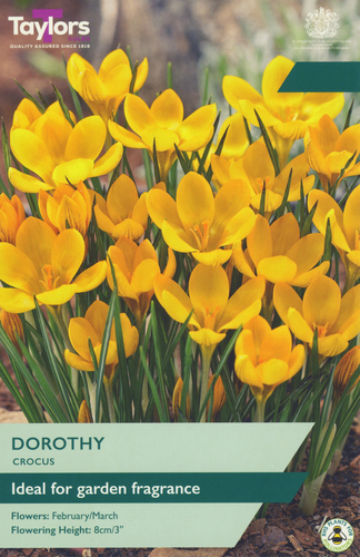 Crocus Dorothy