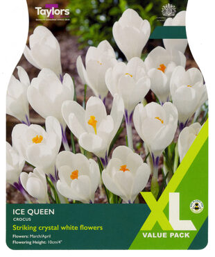 Crocus Ice Queen XL Pack