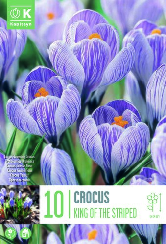 Crocus King Of The Striped
