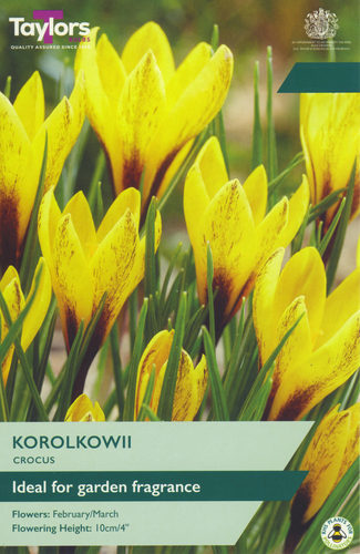 Crocus Korolkowii