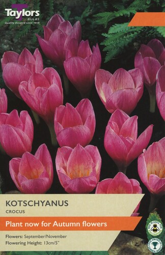 Crocus Kotschyanus