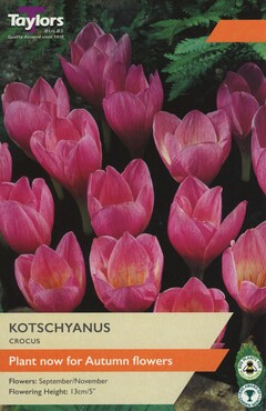 Crocus Kotschyanus