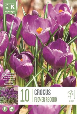 Crocus Large Flower Record