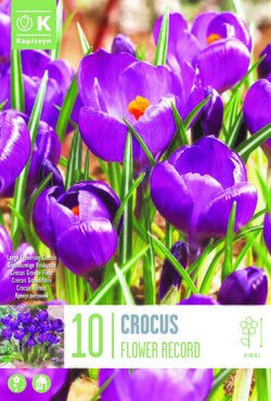 Crocus Large Flower Record x 10