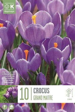 Crocus Large Grand Maitre