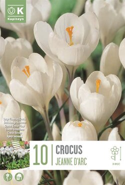 Crocus Large Jeanne D'Arc