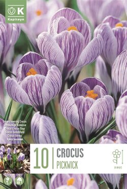 Crocus Large Pickwick