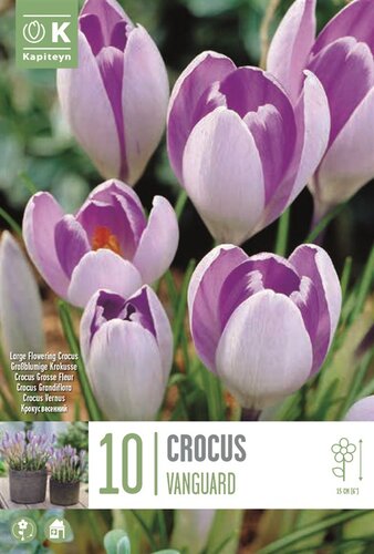 Crocus Large Vanguard