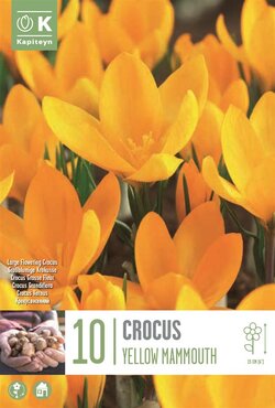 Crocus Large Yellow Mammouth