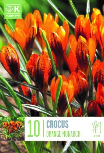 Crocus Orange Monarch x 10