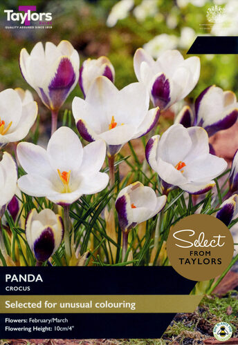 Crocus Panda