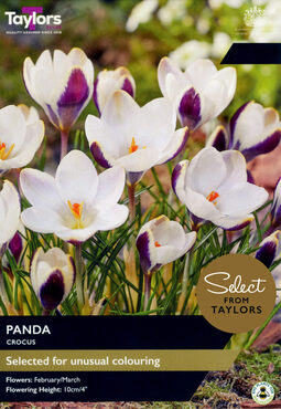 Crocus Panda
