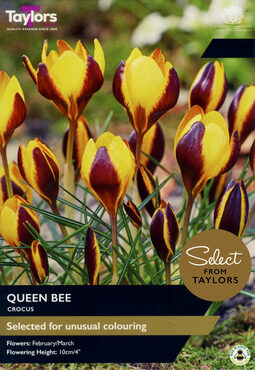 Crocus Queen Bee