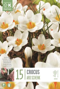 Crocus Specie Ard Schenk