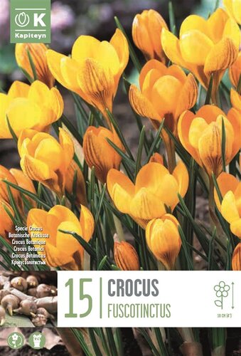 Crocus Specie Fuscotinctus