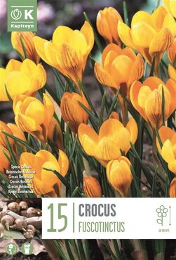 Crocus Specie Fuscotinctus