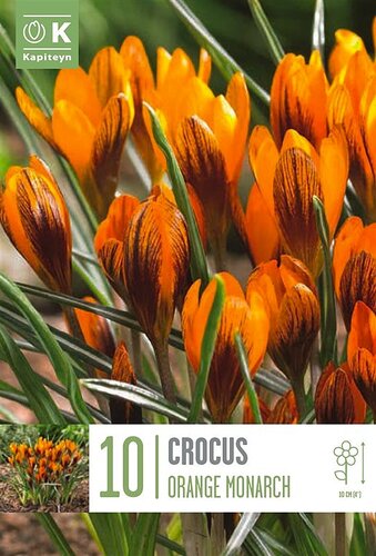 Crocus Specie Orange Monarch