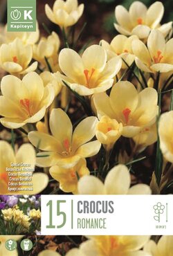 Crocus Specie Romance