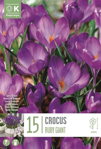 Crocus Specie Ruby Giant