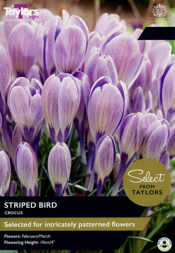 Crocus Striped Bird