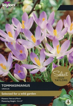Crocus Tommasinianus x 20