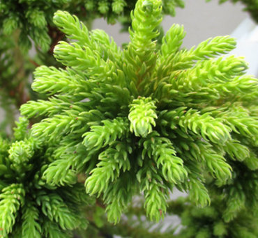 Cryptomeria Dinger 4 Litre