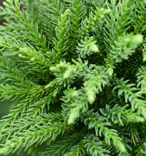 Cryptomeria Hide 5 Litre
