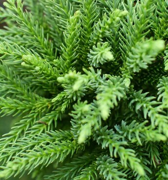 Cryptomeria Hide 5 Litre