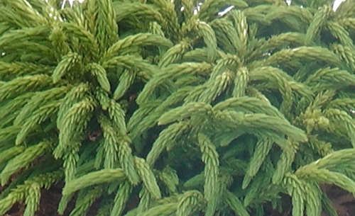 Cryptomeria japonica Little Champion 5 Litre