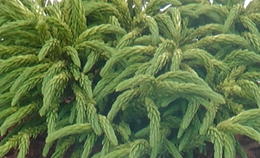 Cryptomeria japonica Little Champion 5 Litre