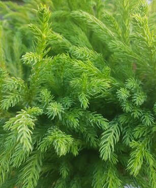 Cryptomeria japonica nana Half Standard - image 1