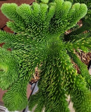 Cryptomeria japonica Tomahawk 10 Litre