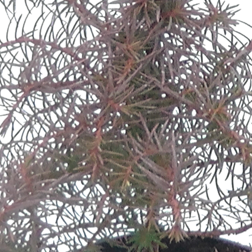 Cryptomeria Mushroom 1 Litre